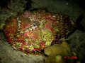 Stonefish. Gulf of Aqaba, Aqaba, Jordan 